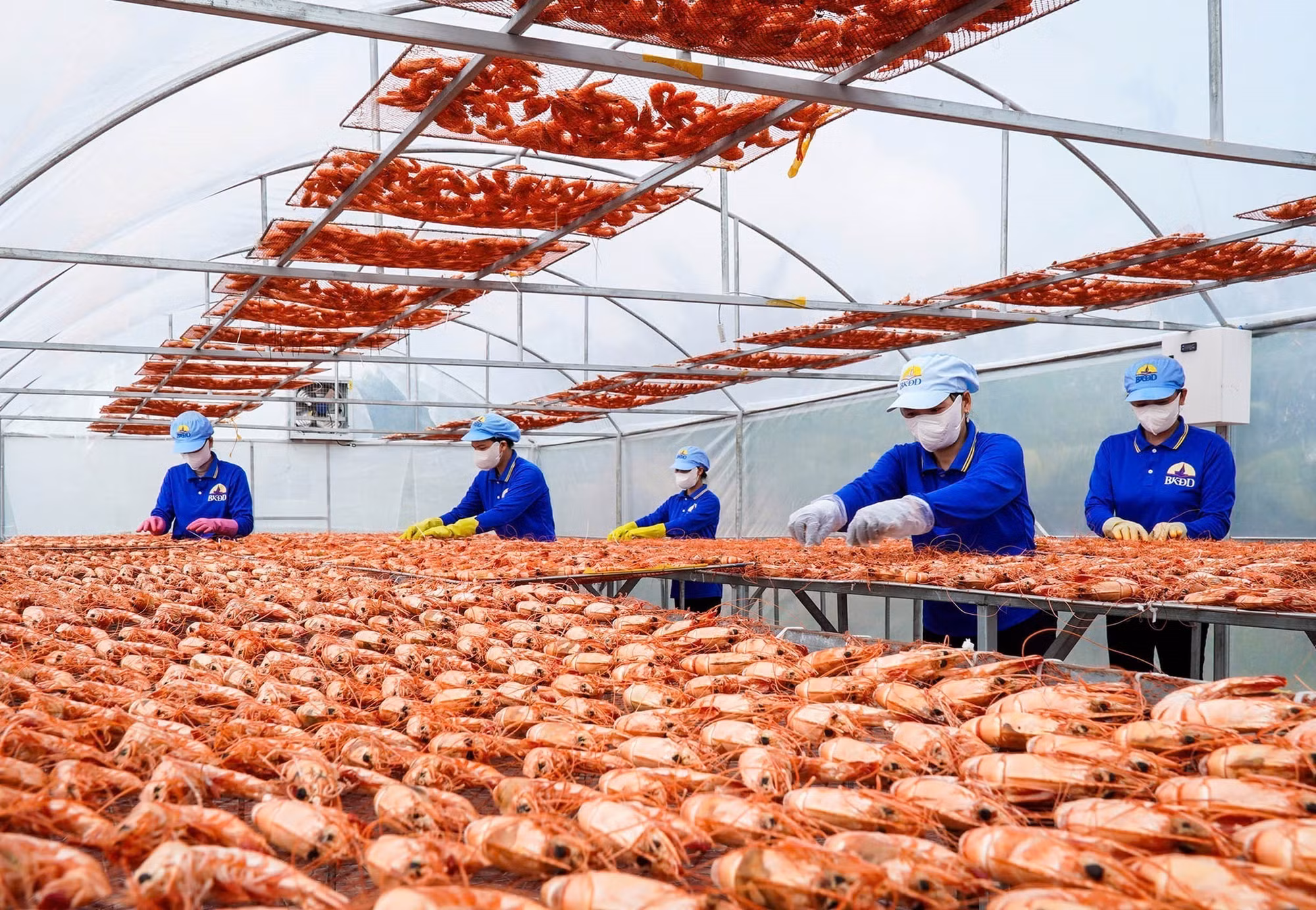 Nghề làm tôm khô góp phần tạo việc làm cho nhiều lao động tại các địa phương trong tỉnh Cà Mau.