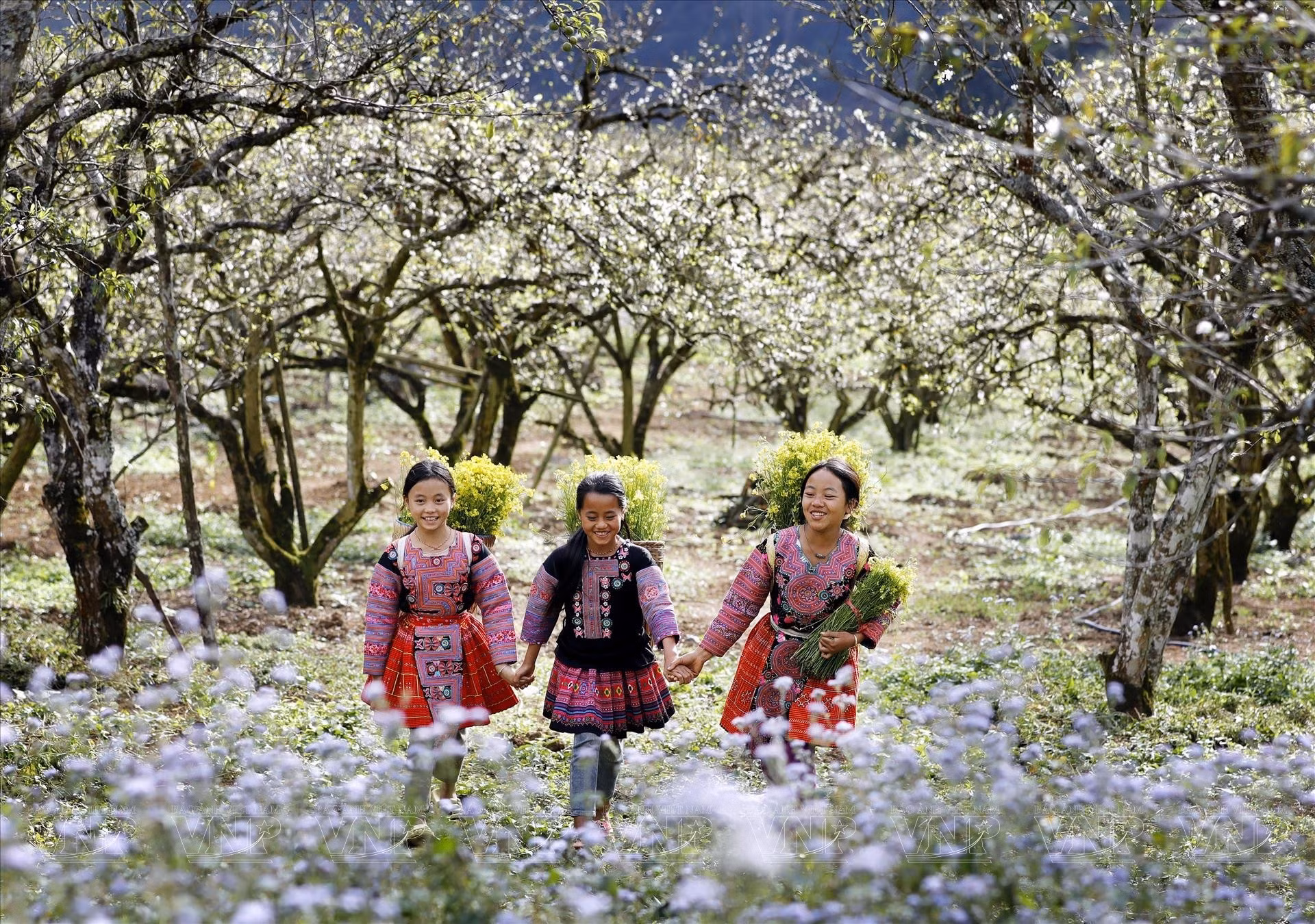 huong-sac-vung-cao-son-la.jpg