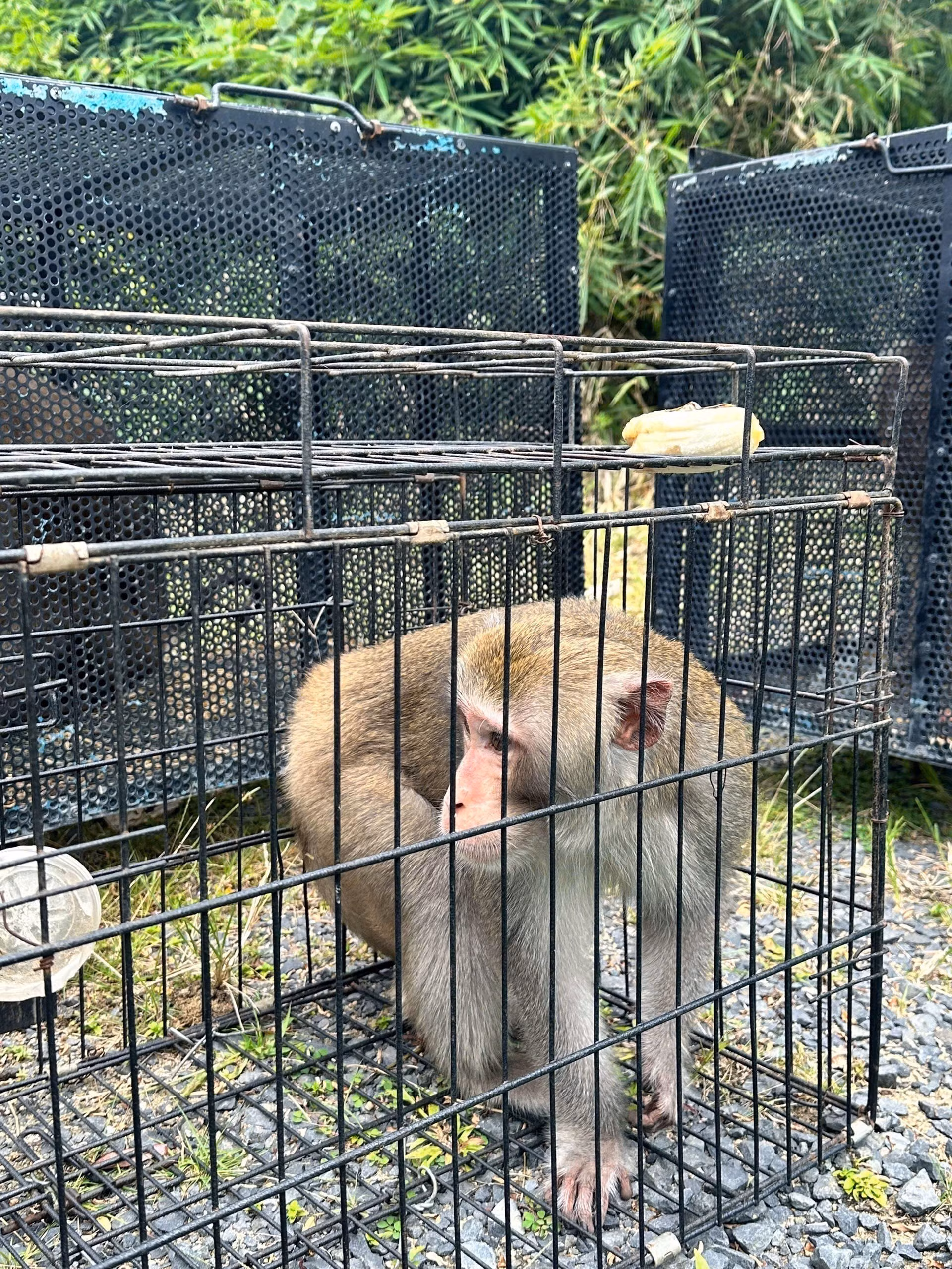 dong-vat-hoang-da-1.jpg