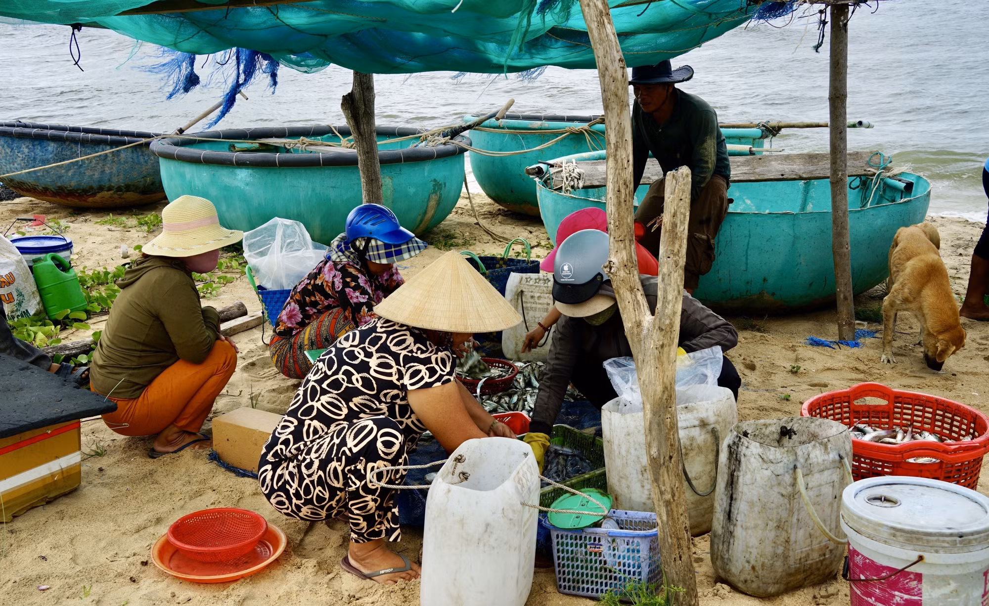 Hải sản được thương lái thu mua ngay tại bờ sau khi thuyền thúng cập bờ.