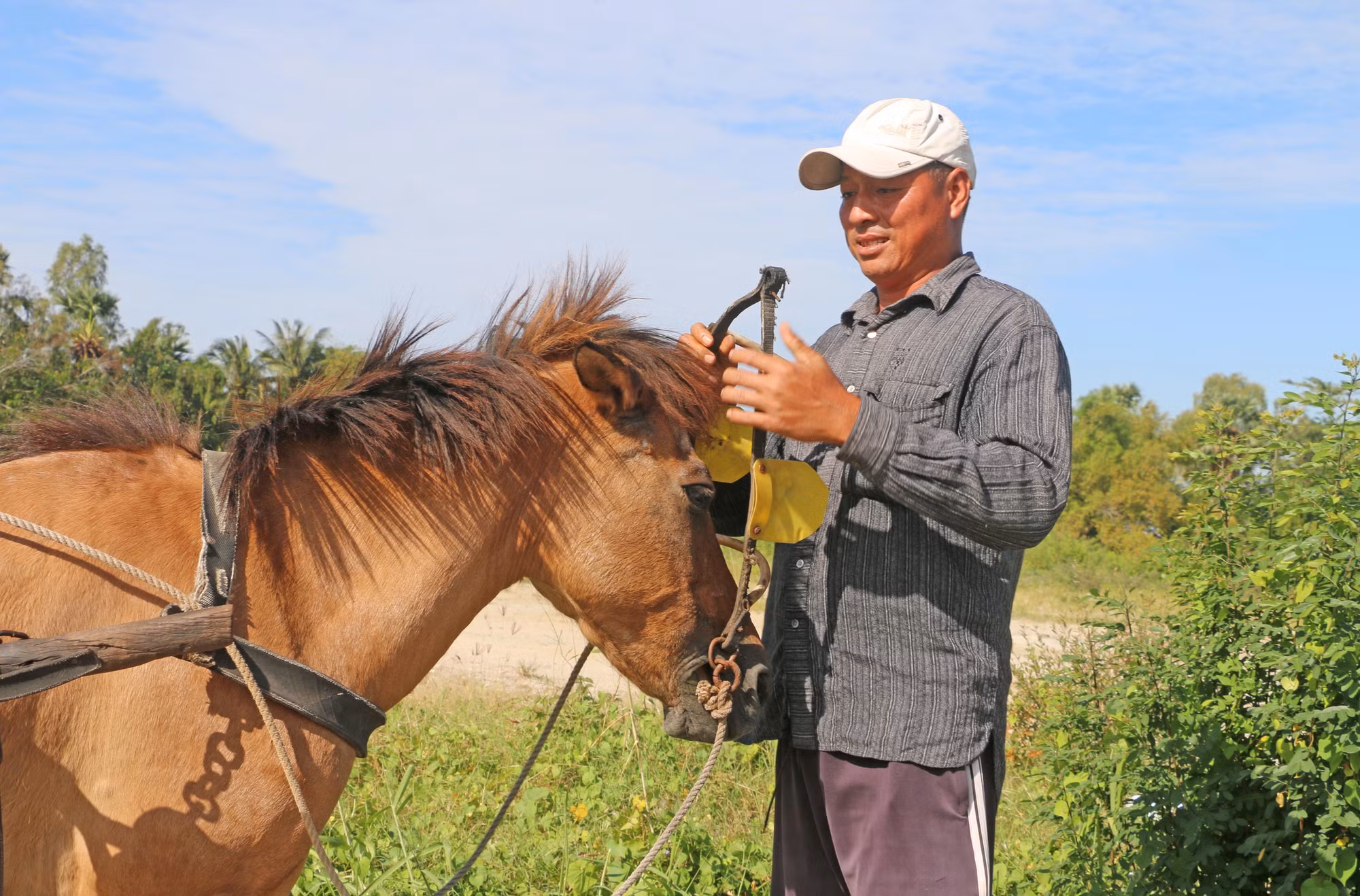 Anh Nonh Oanh Nô - một nài ngựa thế hệ thứ hai tại xã An Cư (tỉnh An Giang) đang chuẩn bị đưa ngựa vào cương, để kéo chuyến hàng đầu tiên trong ngày.