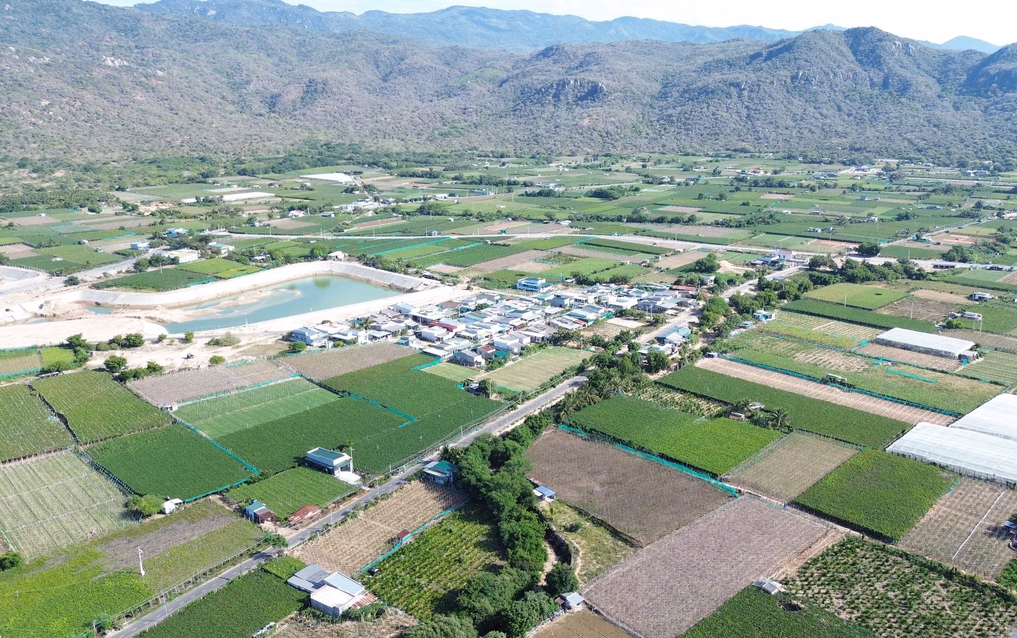 Cánh đồng trồng nho ở xã Vĩnh Hải (huyện Ninh Hải, tỉnh Ninh Thuận).