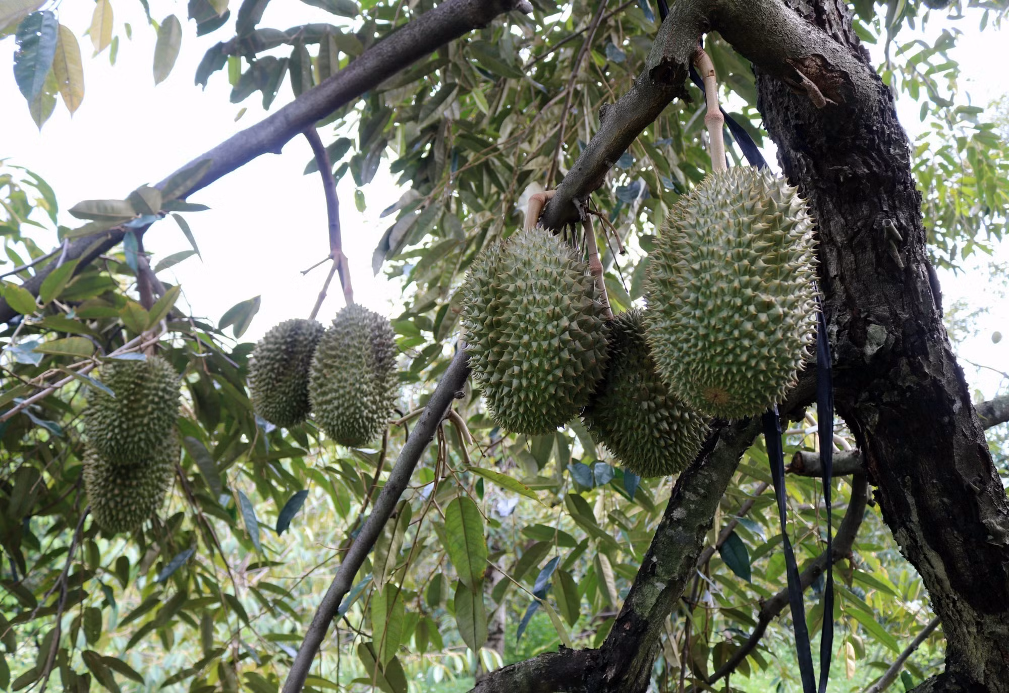 Sầu riêng trồng tại xã miền núi Lâm Sơn (huyện Ninh Sơn, tỉnh Ninh Thuận). Ảnh: TTXVN phát