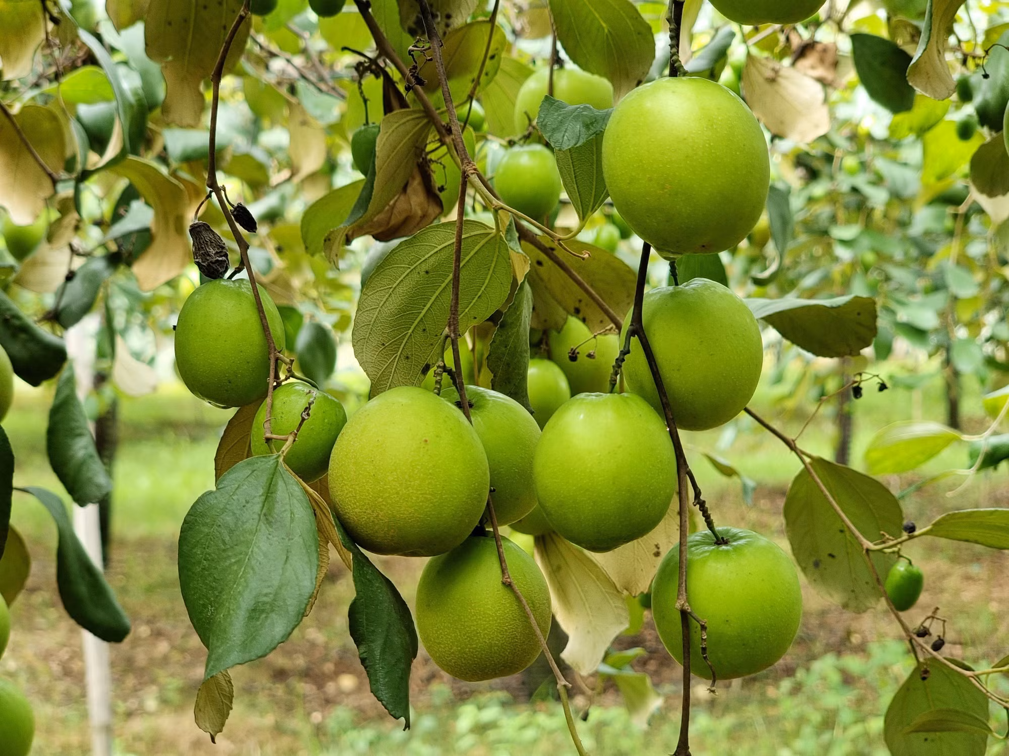 Giống táo mới TN05 với đặc điểm quả to, giòn và ngọt đang được nông dân tỉnh Ninh Thuận trồng nhân rộng.