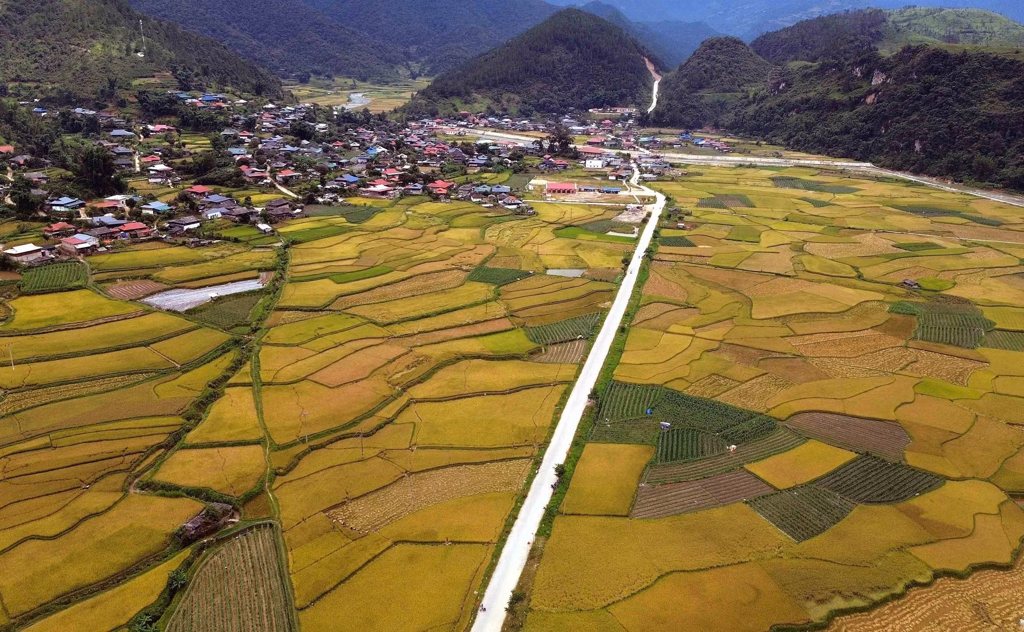 Mùa lúa chín vàng ở xã Ngọc Chiến, tỉnh Sơn La.