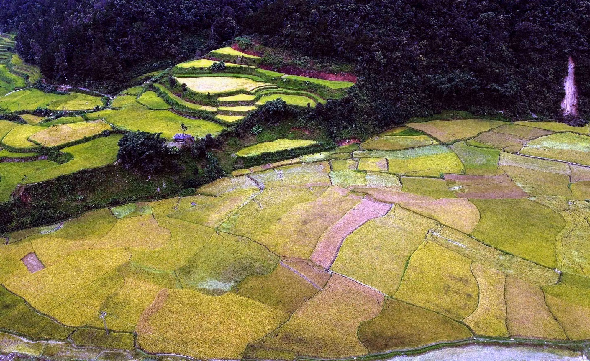 mua-vang-o-ngoc-chien-son-la-3.jpg