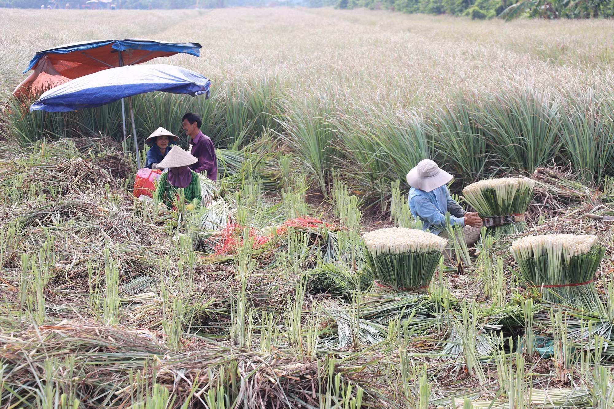 Sau 3 tháng trồng, người dân thu hoạch sả.