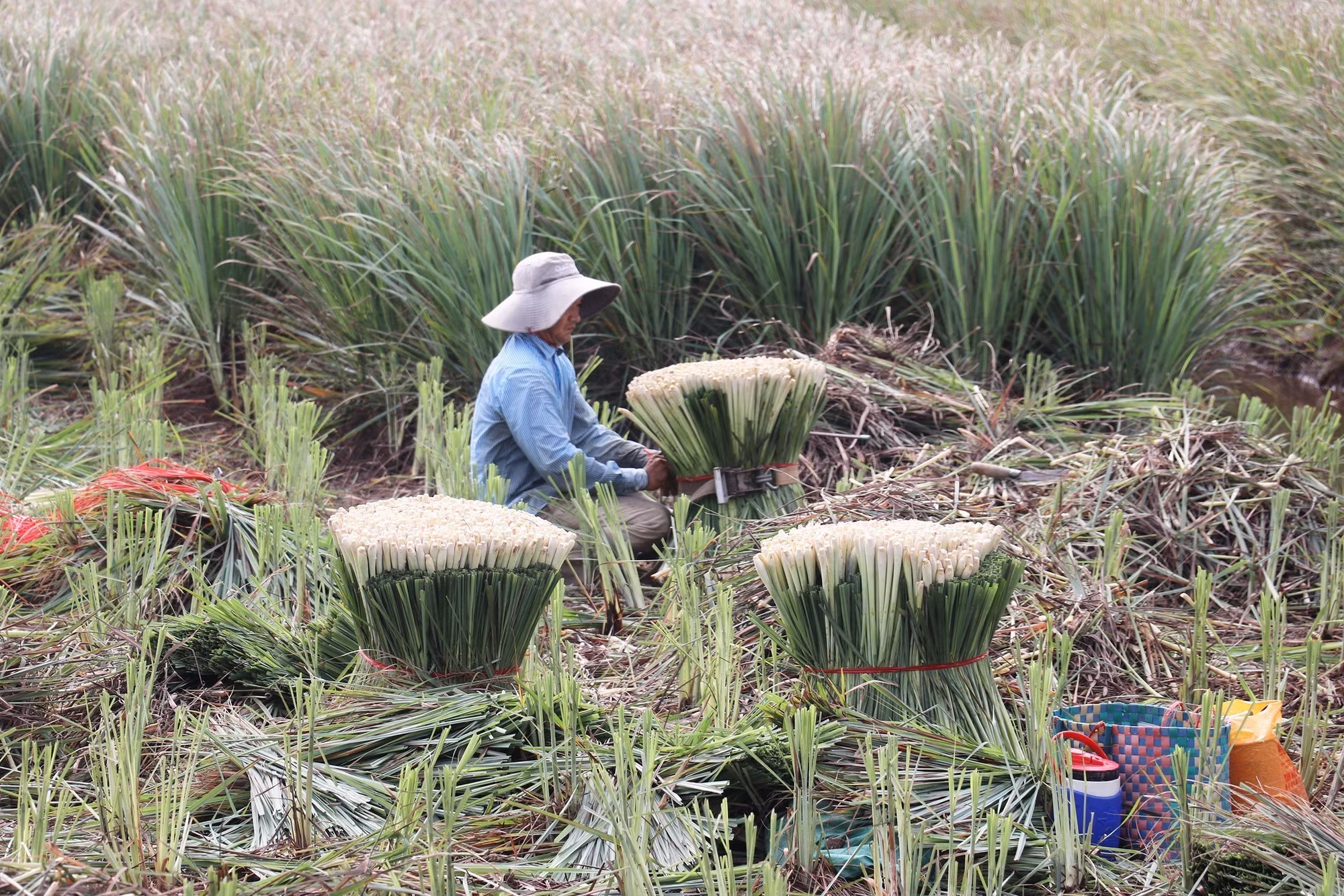 Cây sả ở Tân Phú Đông được ưa chuộng vì lượng tinh dầu nhiều.