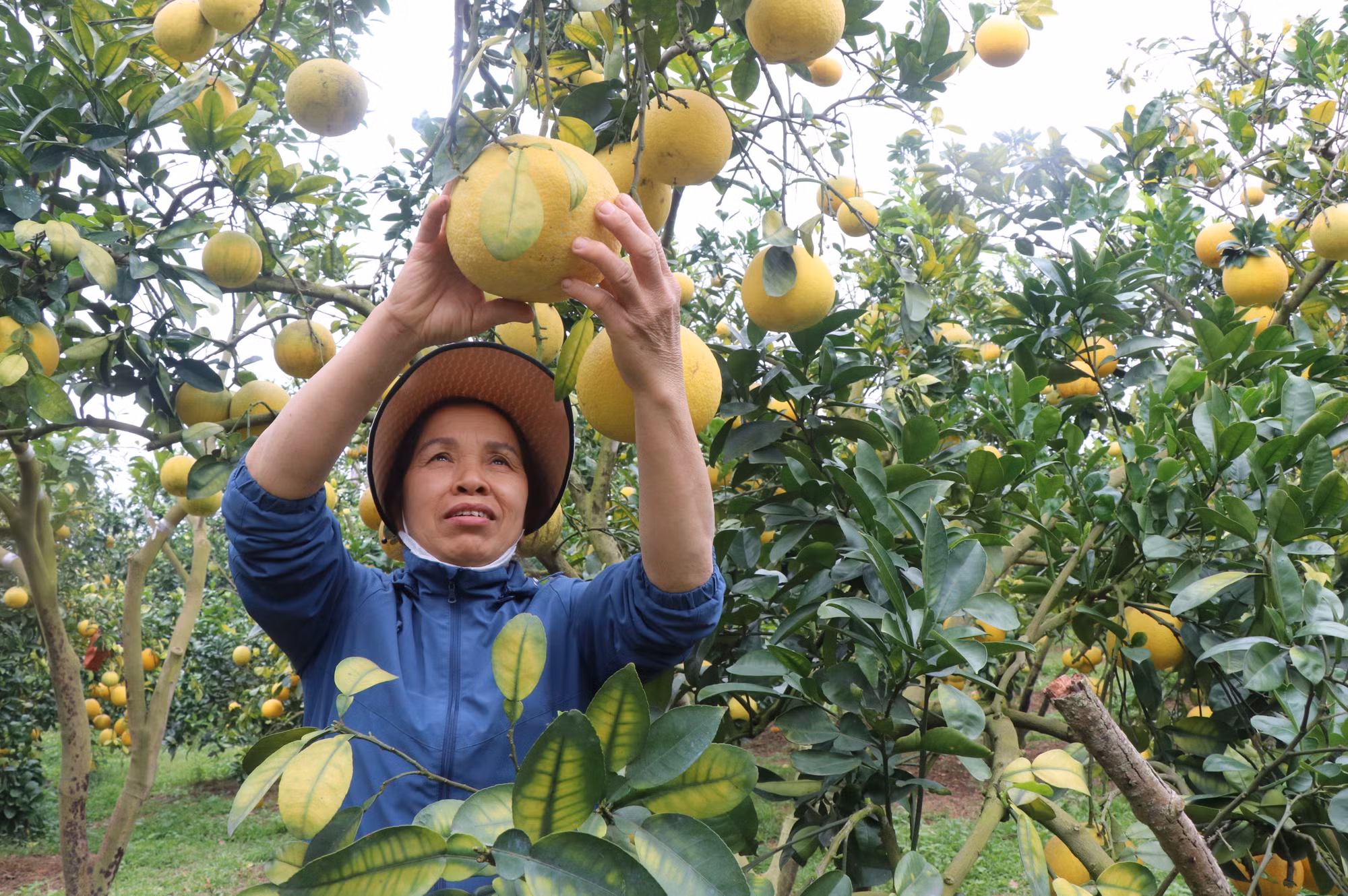 Chủ vườn bưởi tại phường Chũ, tỉnh Bắc Ninh phấn khởi thu hoạch bưởi. Ảnh: Thanh Thương/TTXVN