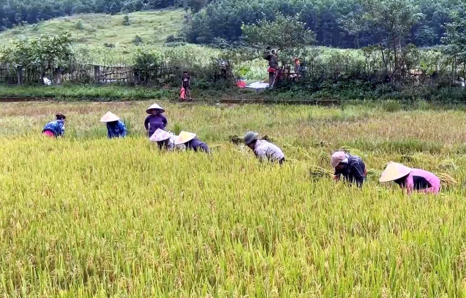 Đồng bào Rục tại xã Kim Phú (Quảng Trị) thu hoạch lúa.