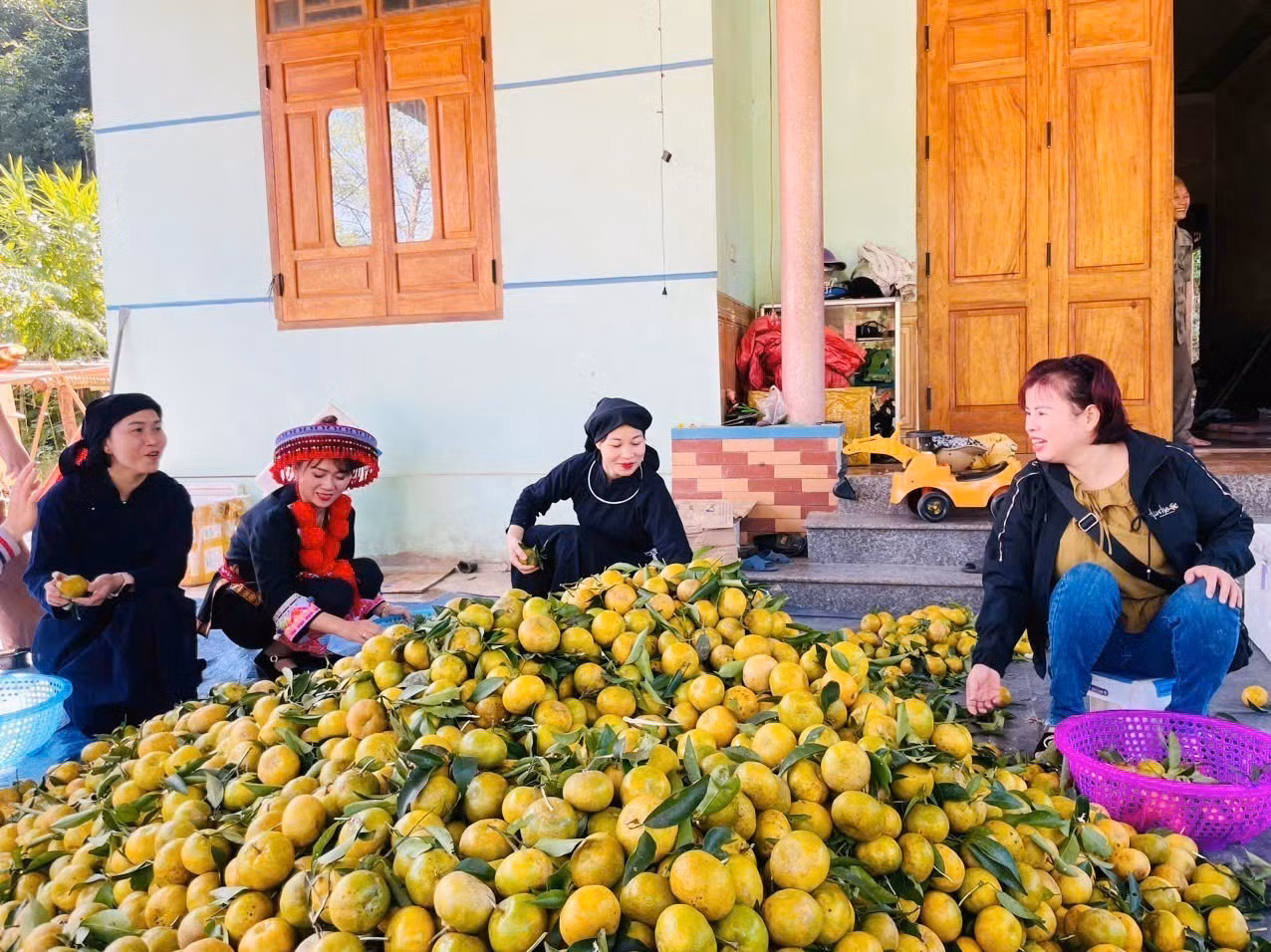 Năm nay, quýt lại được mùa, được giá, hứa hẹn một nguồn thu nhập khá cho bà con. Giá thu mua tại vườn đạt bình quân 8.000 - 12.000 đồng/kg. Ảnh: TTXVN phát