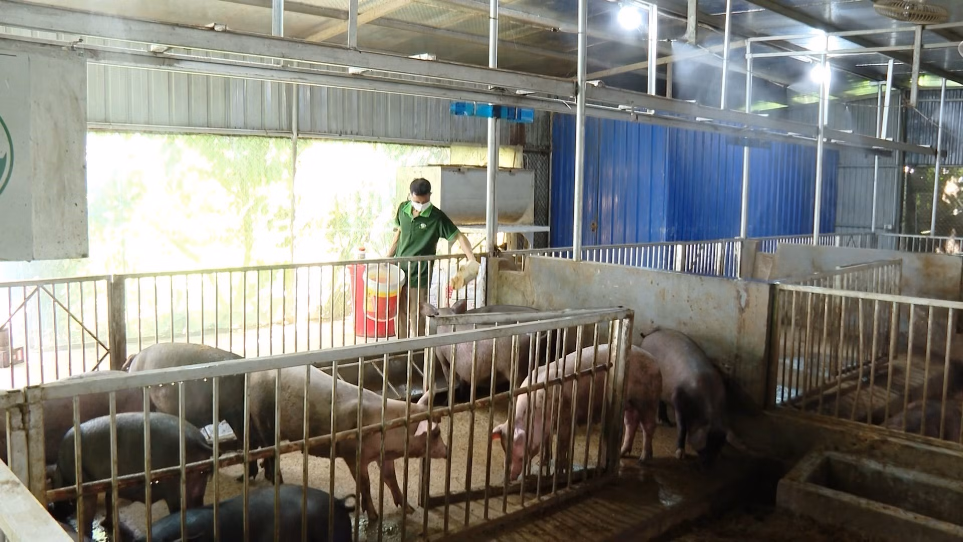 Áp dụng chăn nuôi an toàn sinh học, gia đình nông dân xã Xuân Lãng xây dựng chuồng trại khép kín, có hệ thống làm mát và sử dụng đệm lót sinh học không phát sinh nước thải, mùi hôi, hạn chế ảnh hưởng đến môi trường xung quanh.