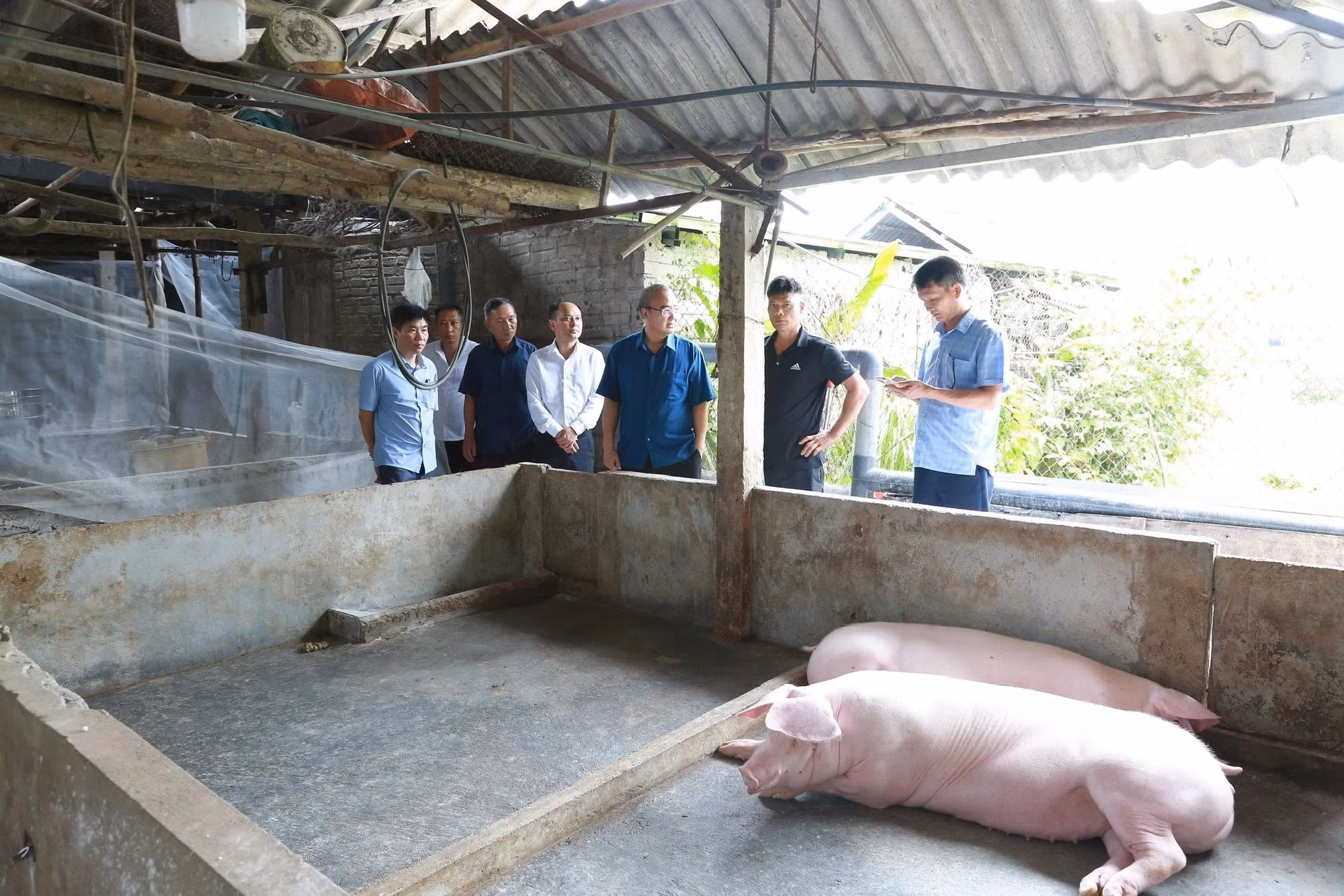 Đoàn công tác của Sở Nông nghiệp và Môi trường kiểm tra quy trình thực hiện các biện pháp phòng, chống dịch tả lợn châu Phi của người dân. Ảnh: TTXVN phát