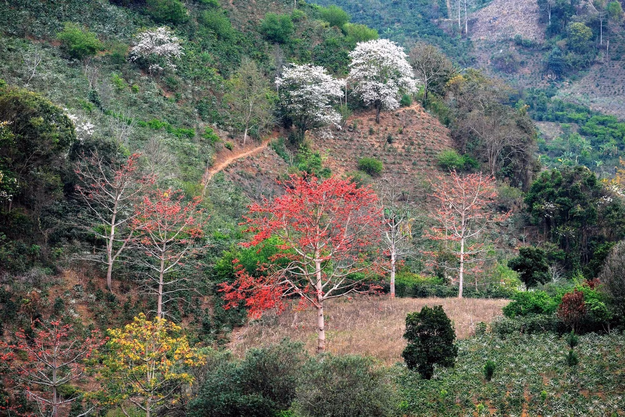 hoa-gao-hoa-ban-4.jpg