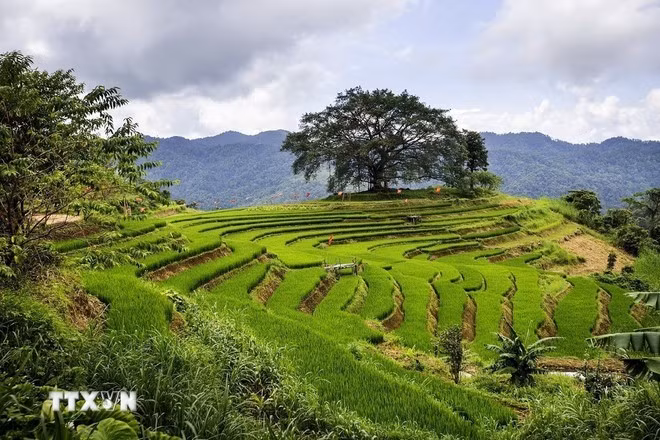 Ảnh minh họa: TTXVN