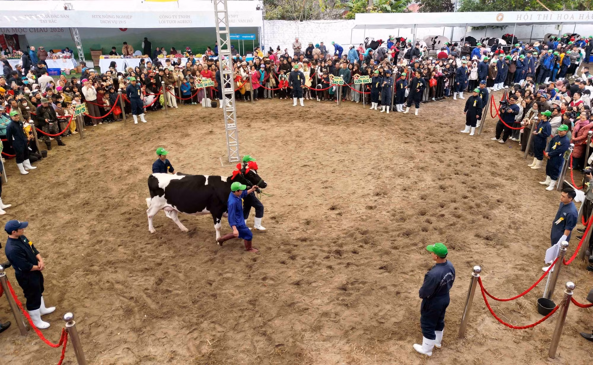 hoa-hau-bo-sua-moc-chau-1.jpg