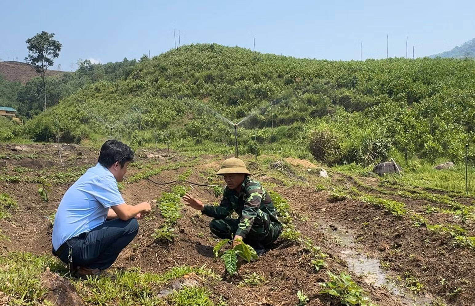 Cán bộ nông nghiệp hướng dẫn cho nông dân thôn Huy Em (xã Sơn Tây Thượng, tỉnh Quảng Ngãi) cách trồng và chăm sóc cây cà phê. Ảnh: Hải Âu/TTXVN