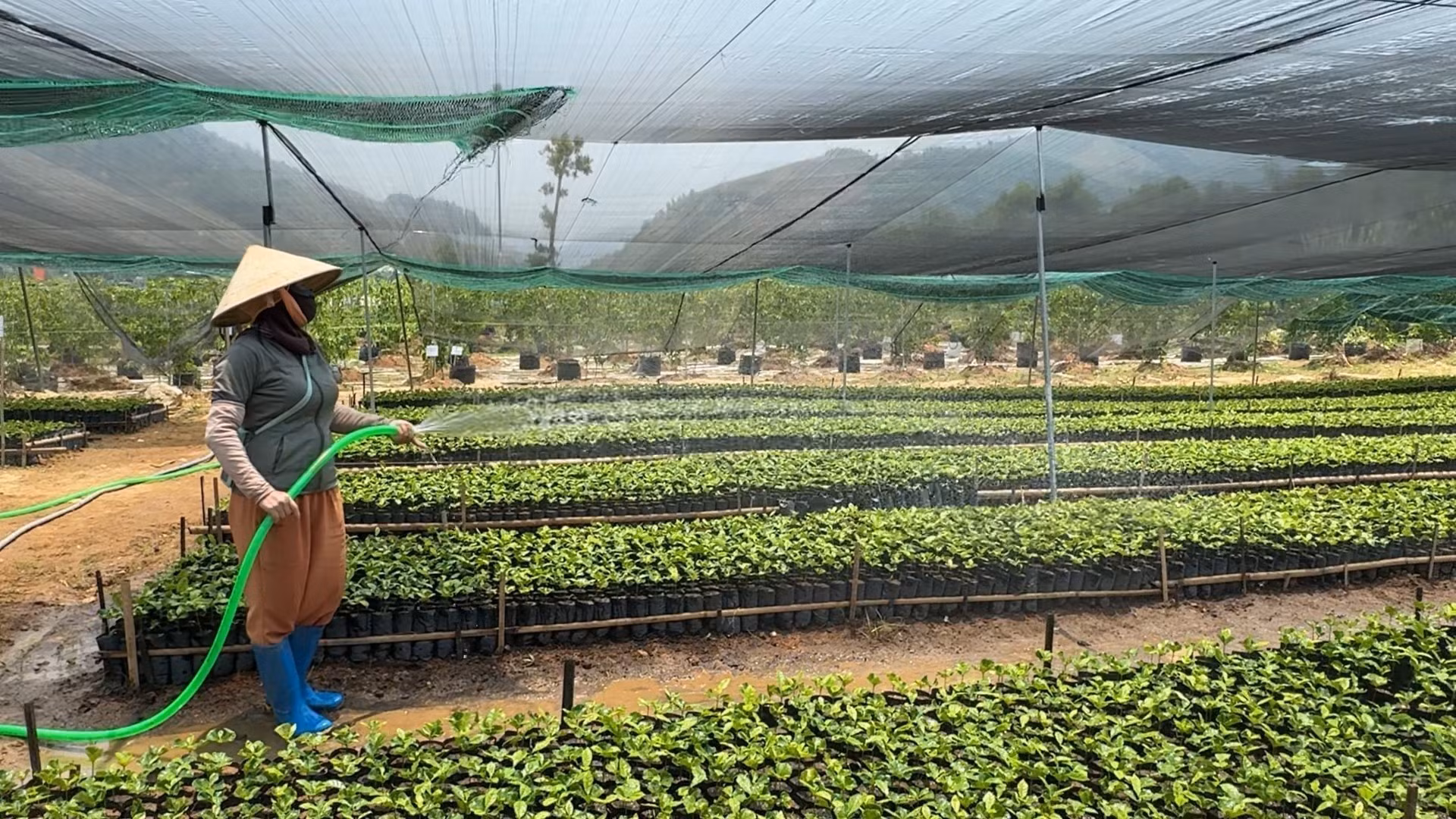 Nhiều nông dân các xã miền núi Quảng Ngãi ngày càng thích ứng với mô hình sản xuất nông nghiệp hữu cơ, VietGAP, GlobalGAP. Ảnh: Hải Âu/TTXVN