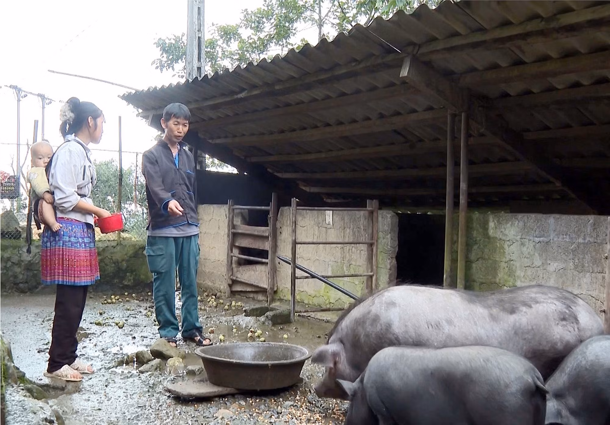 Ông Vàng A Chỉnh, trưởng bản kiêm người có uy tín bản Ngài Thầu (xã Sì Lở Lầu) thường xuyên tham gia vận động nhân dân phát triển kinh tế đi đôi với bảo vệ môi trường.