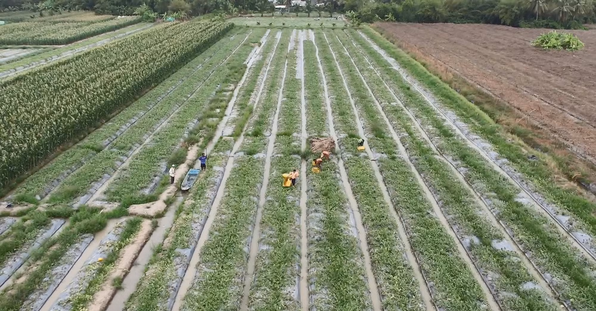 Nông thôn mới 2026 - 2035: Hiện đại, xanh và bao trùm