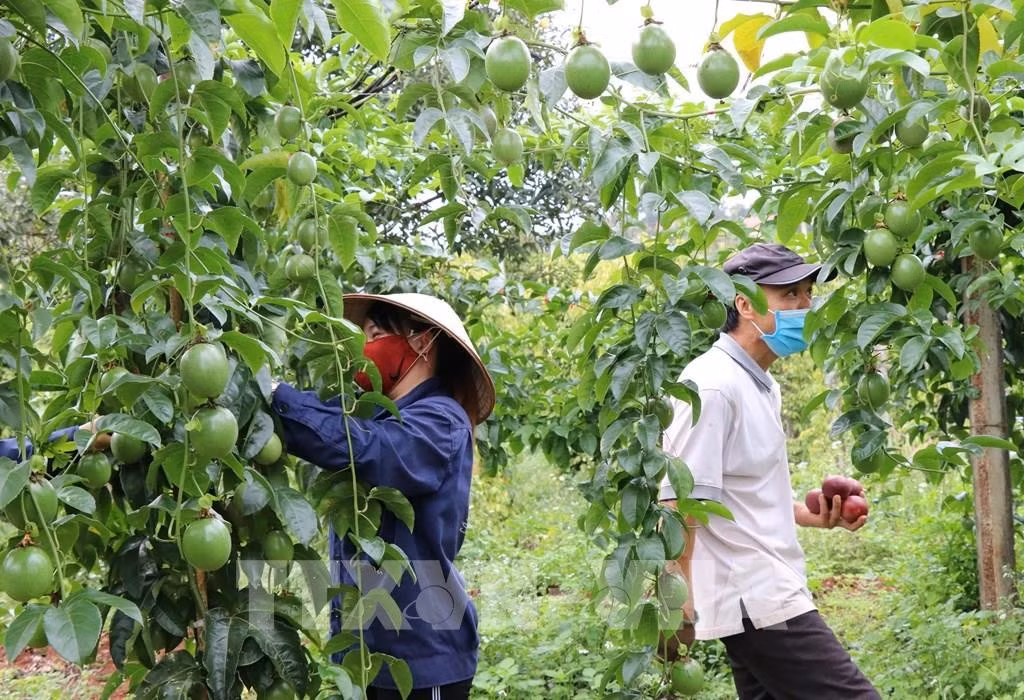 Những vườn chanh leo của các hợp tác xã và nông dân tỉnh Gia Lai khi liên kết với Doveco cho hiệu quả kinh tế cao. Ảnh tư liệu: Hồng Điệp/TTXVN