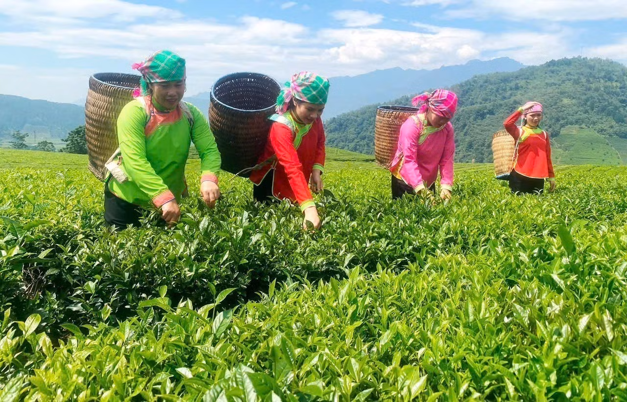 Người dân vùng cao Lai Châu thu hái chè, đây cũng là một trong những cây trồng chủ lực của tỉnh. Ảnh: TTXVN phát
