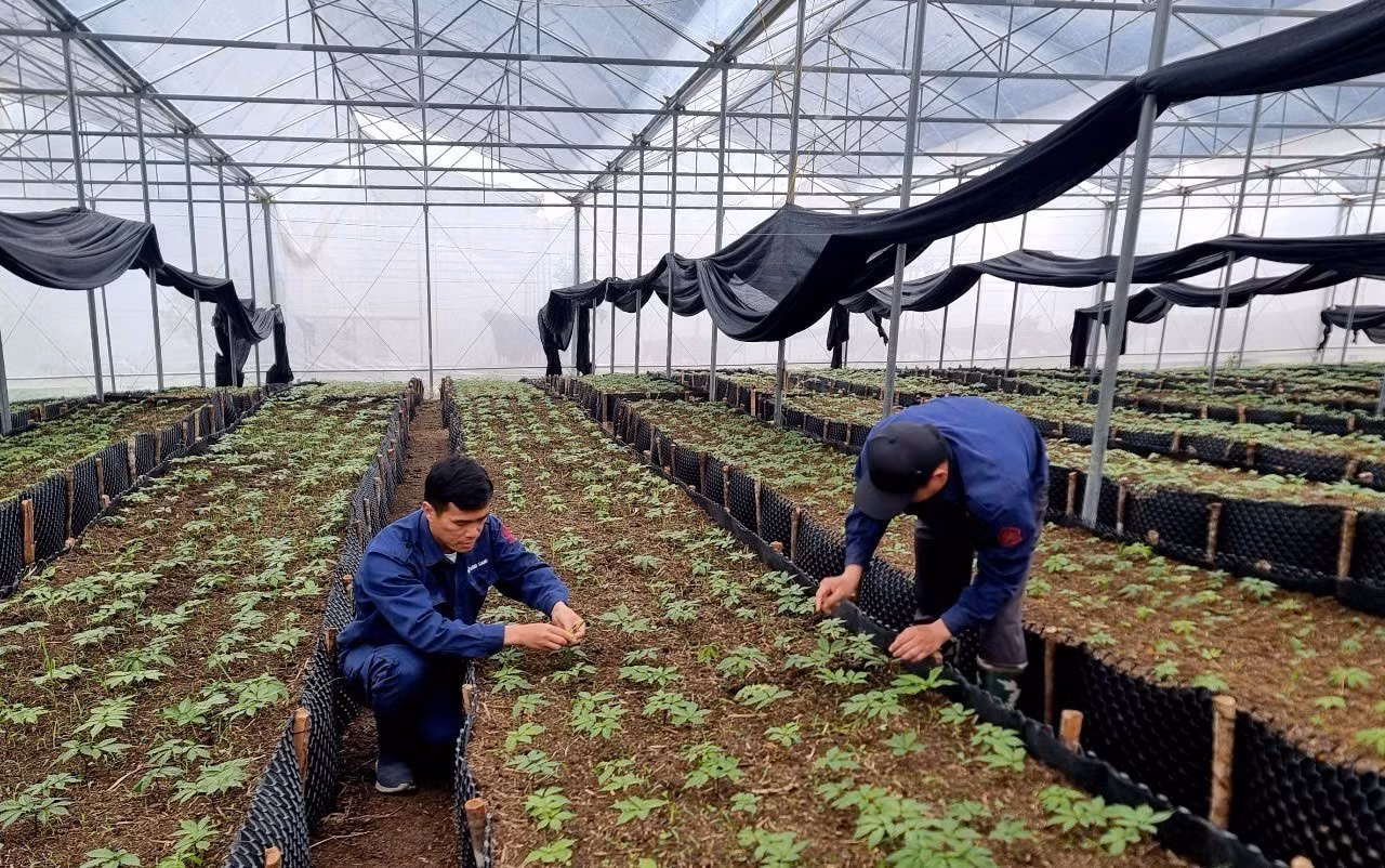 Việc trồng sâm tại Lai Châu được tỉnh xác định là cây trồng chủ lực. Ảnh: Việt Dũng/TTXVN