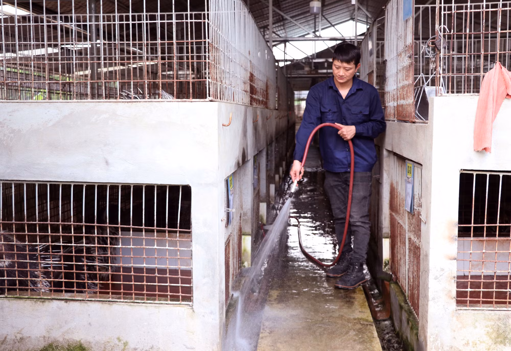 Anh Lưu Duy Đông vệ sinh và chăm sóc đàn nhím thương phẩm trong trang trại.