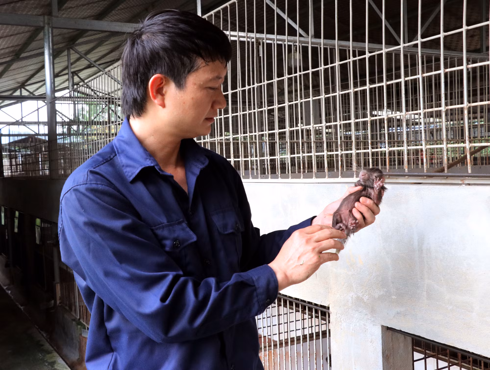 Anh Lưu Duy Đông chăm sóc nhím sơ sinh trong trang trại.
