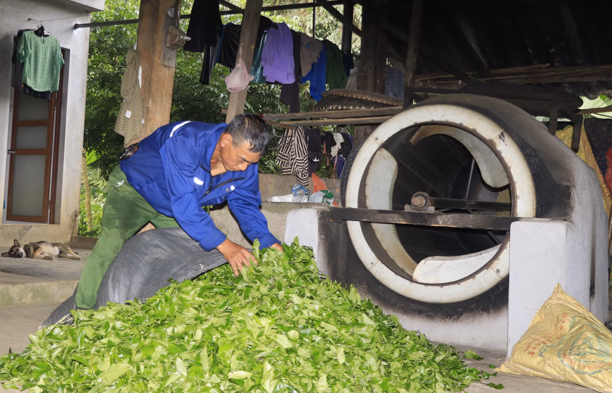Người dân thôn Khe Năm, xã Hưng Khánh, tỉnh Lào Cai chế biến chè bằng máy sao thủ công. Ảnh: Tiến Khánh/TTXVN