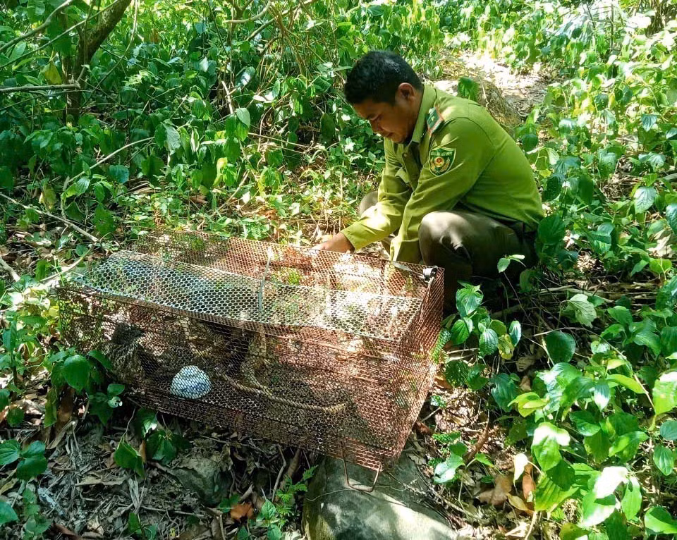 Lực lượng chức năng thả 3 cá thể diều hâu quý hiếm về lại môi trường tự nhiên. Ảnh: TTXVN phát