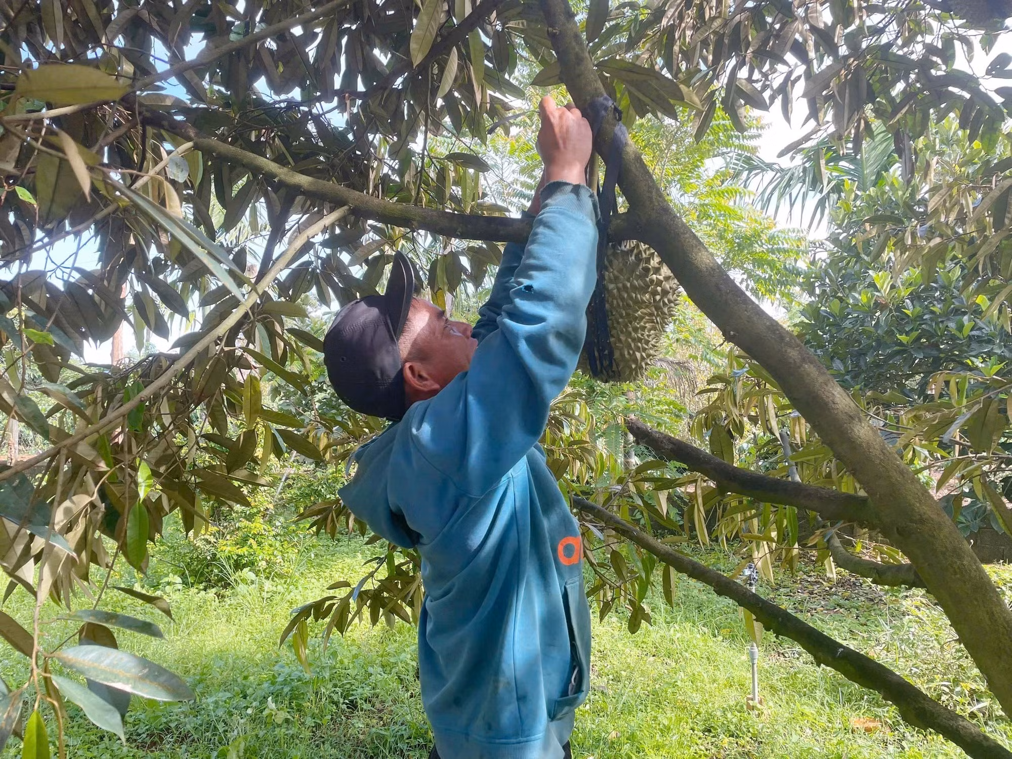 sau-rieng-dak-lak.jpg