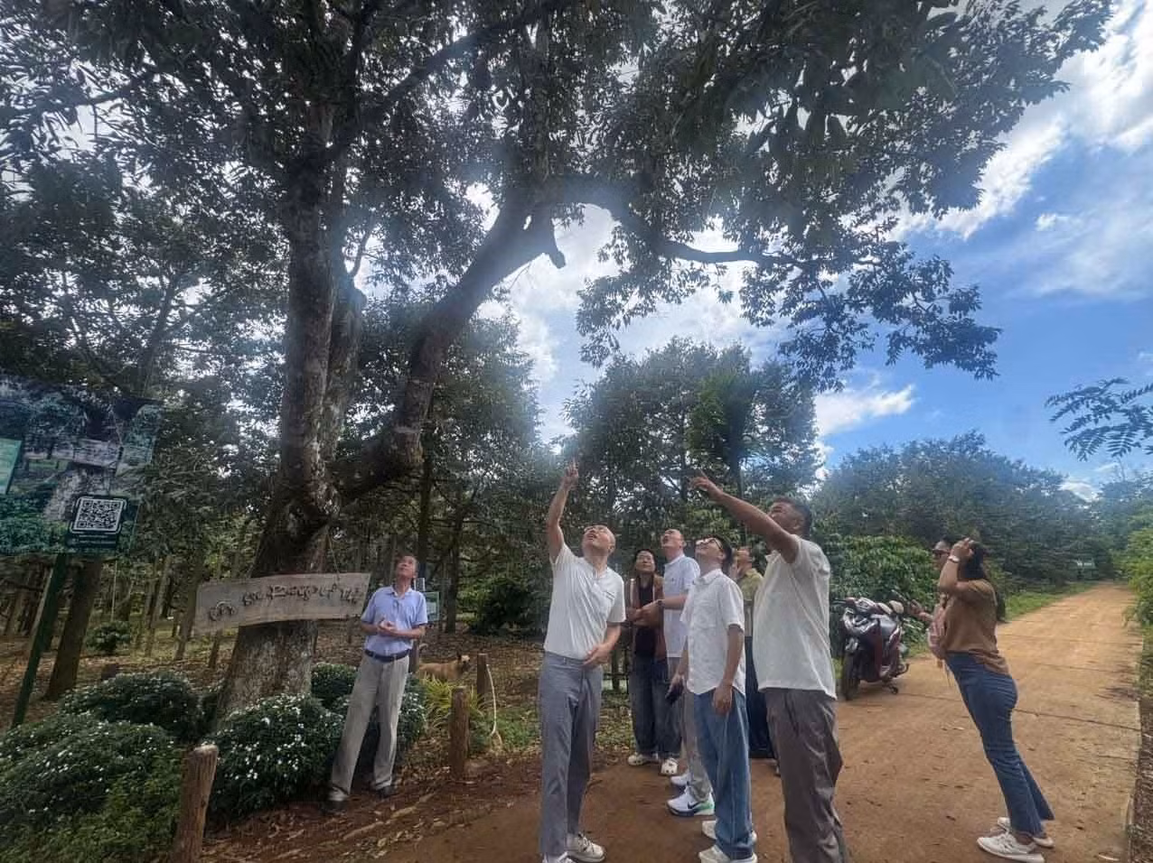 Đoàn thương nhân từ Hà Nam, Trung Quốc thích thú với cây sầu riêng trăm tuổi, "Người gác gió" đi qua thế kỷ, tại xã K'rông Pắc, tỉnh Đắk Lắk. Ảnh: Kha Phạm/TTXVN
