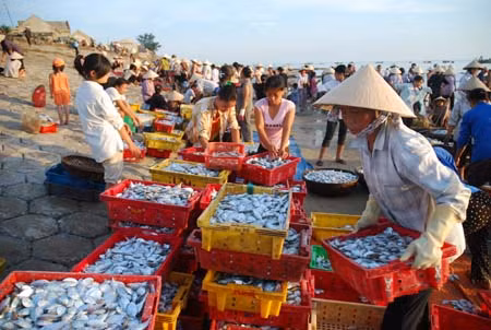 Tìm giải pháp giảm tổn thất sau khai thác hải sản ảnh 1