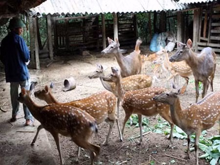 Hà Tĩnh: Phát triển nghề nuôi hươu ở Hương Sơn ảnh 1