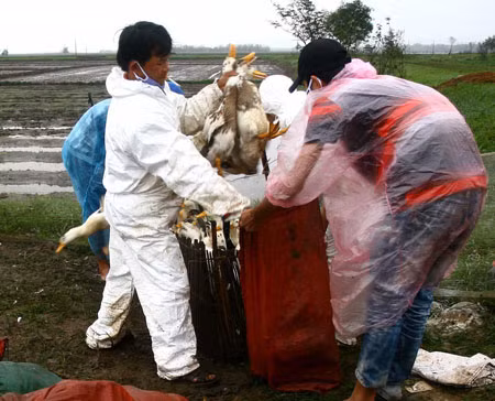 “Nguy cơ gia tăng bệnh nhân nhiễm cúm A/H5N1” ảnh 1