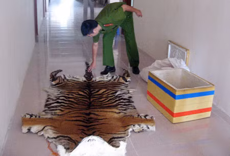 Hà Nội phá đường dây mua bán hổ ảnh 1