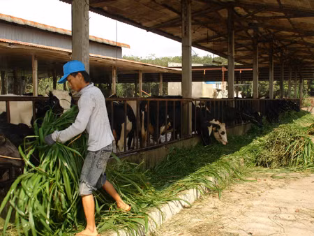 'Truân chuyên' nông sản - Bài 1: Bị đội giá qua nhiều tầng nấc ảnh 1
