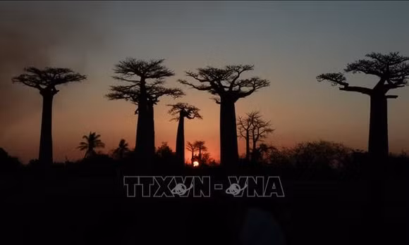 Cây bao báp - Biểu tượng thiên nhiên độc đáo của Madagascar