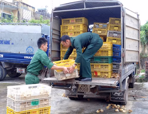 Bắt, tiêu hủy 24.000 con gà giống nhập lậu từ Trung Quốc ảnh 1
