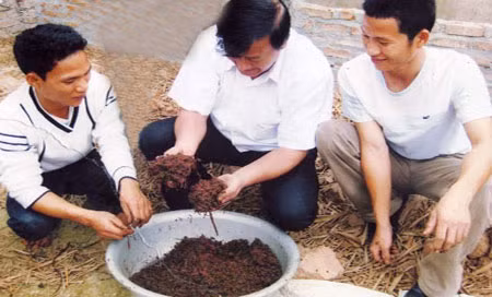 Nuôi giun quế bằng rác thải ảnh 1