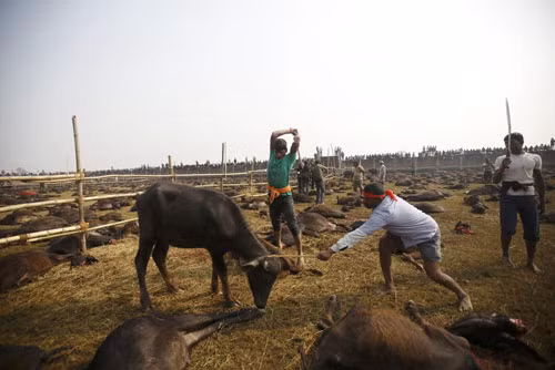Kinh hãi lễ tế 5.000 con trâu ở Nepal ảnh 3