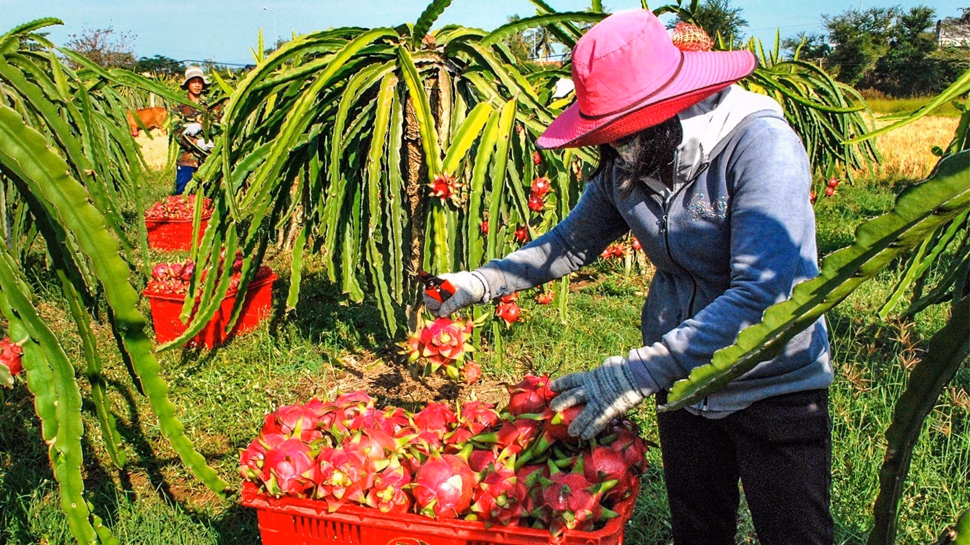 Vùng chuyên canh thanh long Đồng Tháp vào mùa Tết