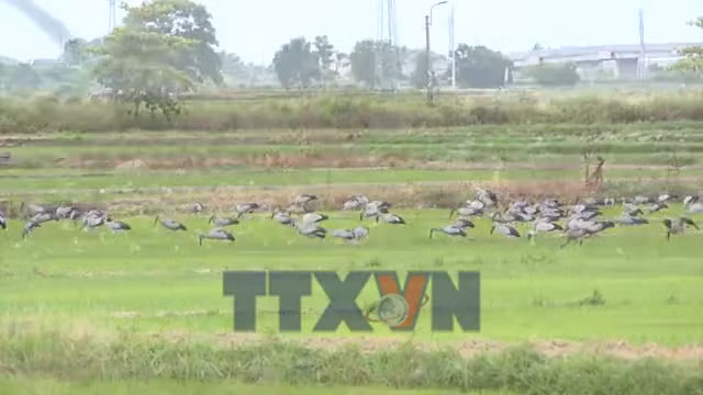 Quảng Trị: Bảo vệ hàng nghìn cá thể cò nhạn