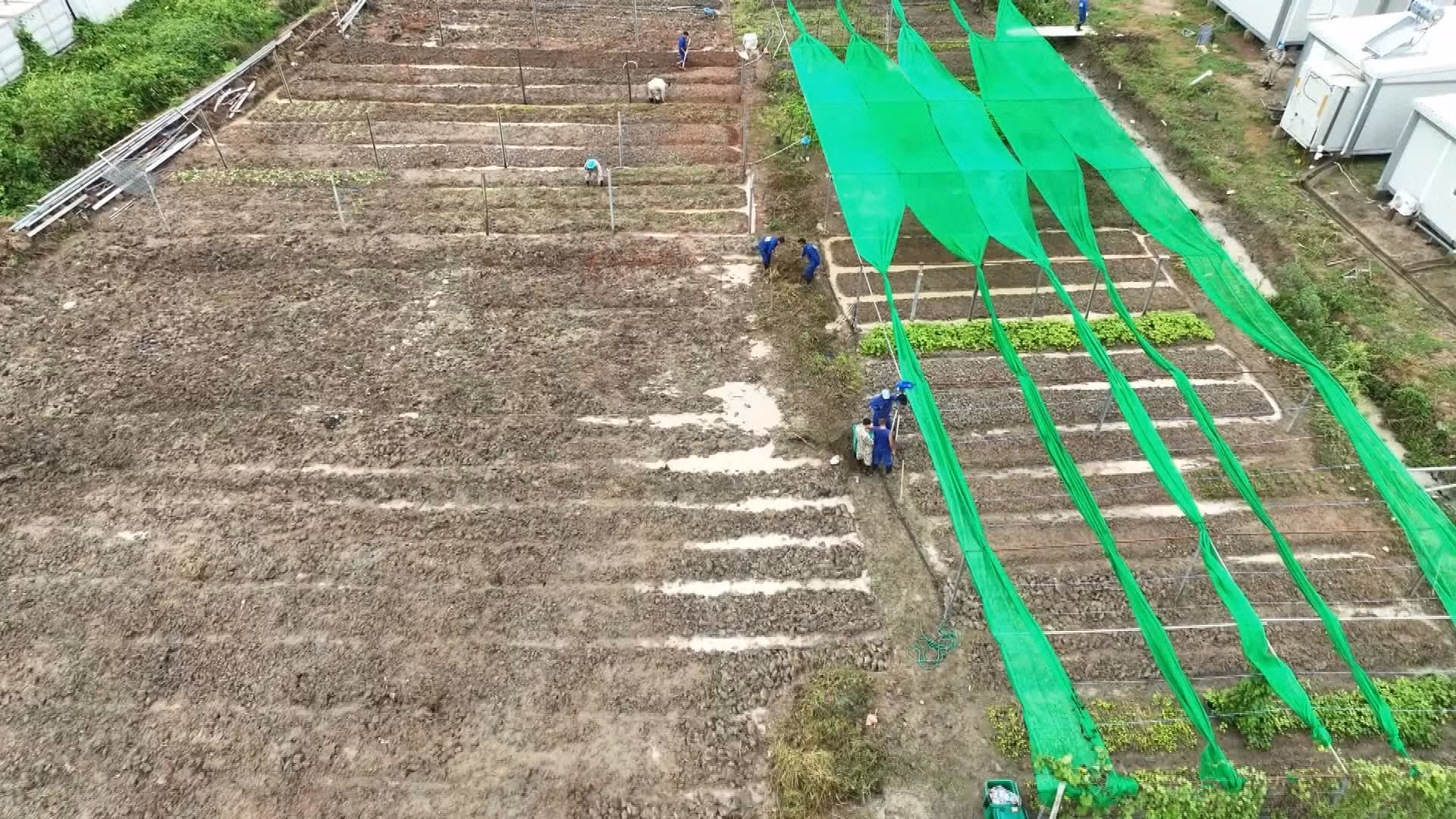 Bộ đội Việt Nam biến đất khô cằn ở châu Phi thành vườn rau xanh