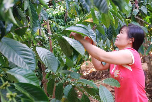 Đắk Lắk tái canh cây cà phê ảnh 1