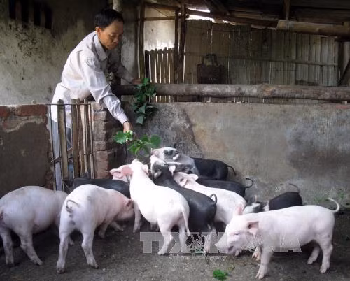 Rà soát, sửa đổi chính sách dân tộc ảnh 1