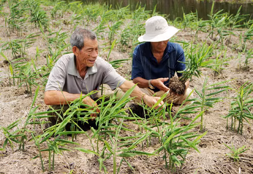 Nỗi lo phá mía trồng gừng ảnh 1