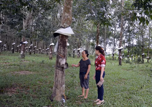 Nữ thương binh làm giàu trên đất biên giới ảnh 1