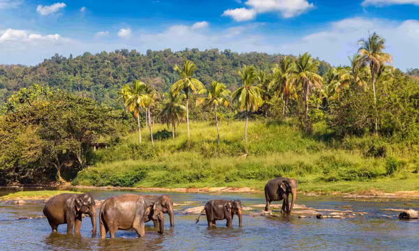 Sri Lanka - điểm hẹn du lịch hoang dã mới của du khách Việt